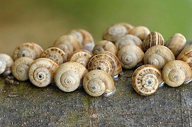 《女神异闻录4：无敌究极后桥背摔》“Fight”预告片